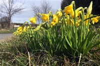 Image supplied by Thriplow